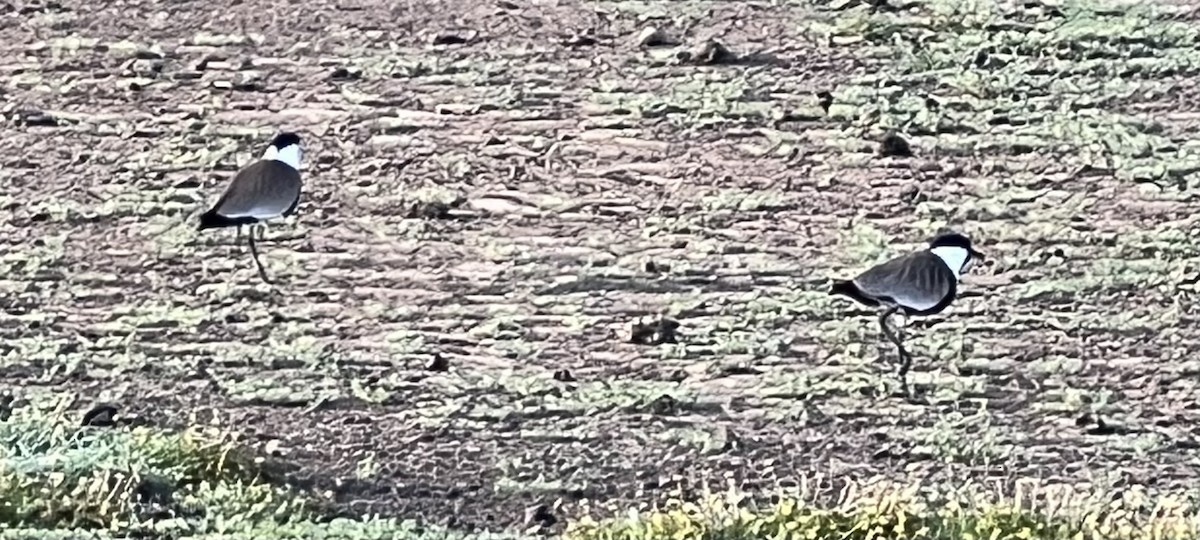 Spur-winged Lapwing - Jeffrey Blalock