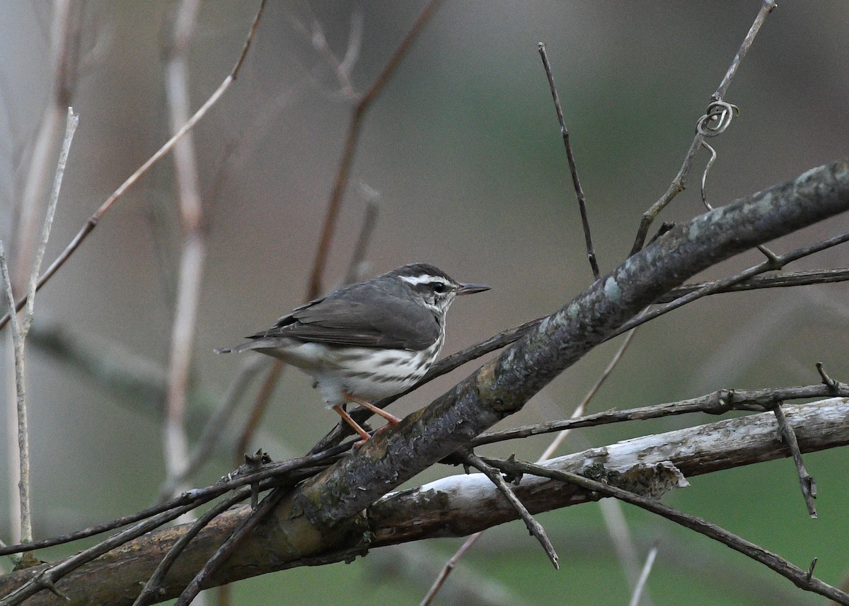 Louisiana Waterthrush - ML617999396