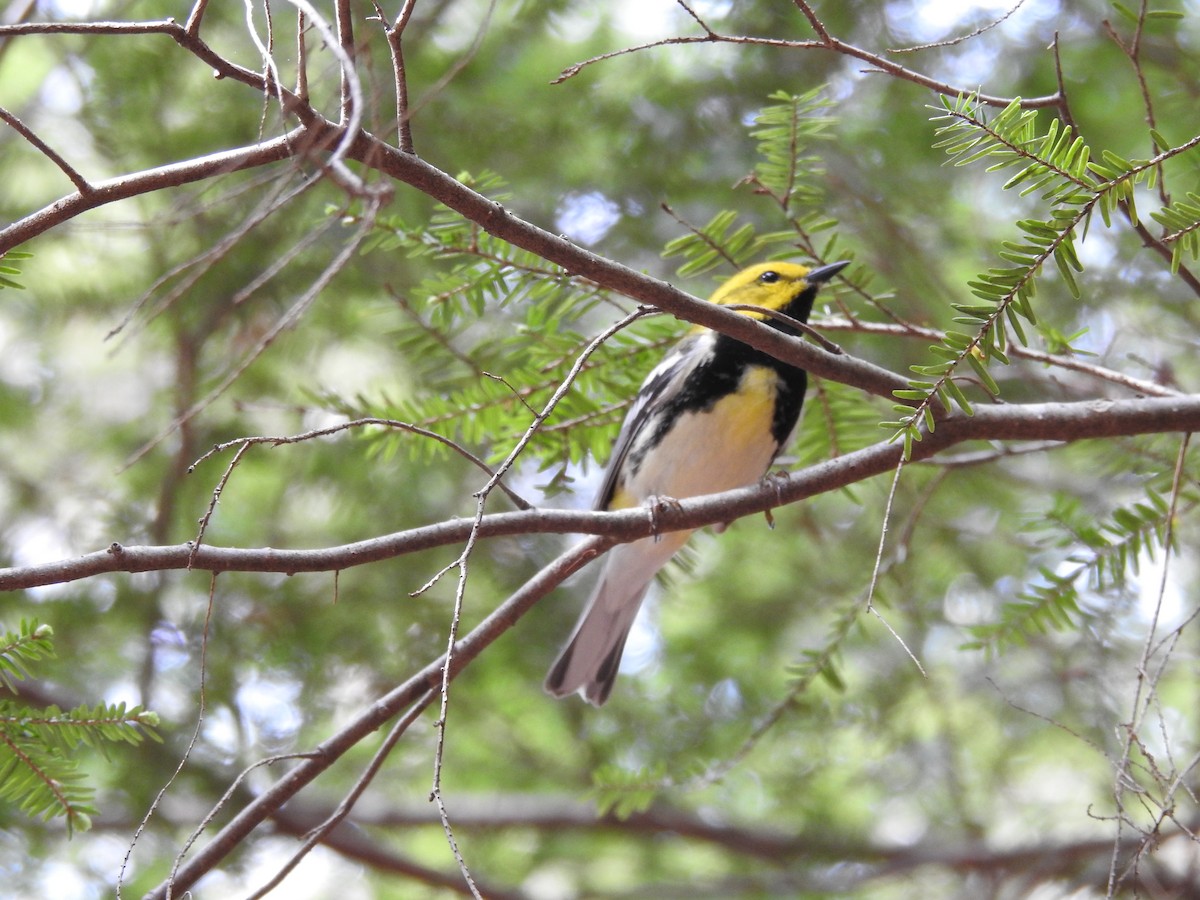 Black-throated Green Warbler - Isaiah Craft