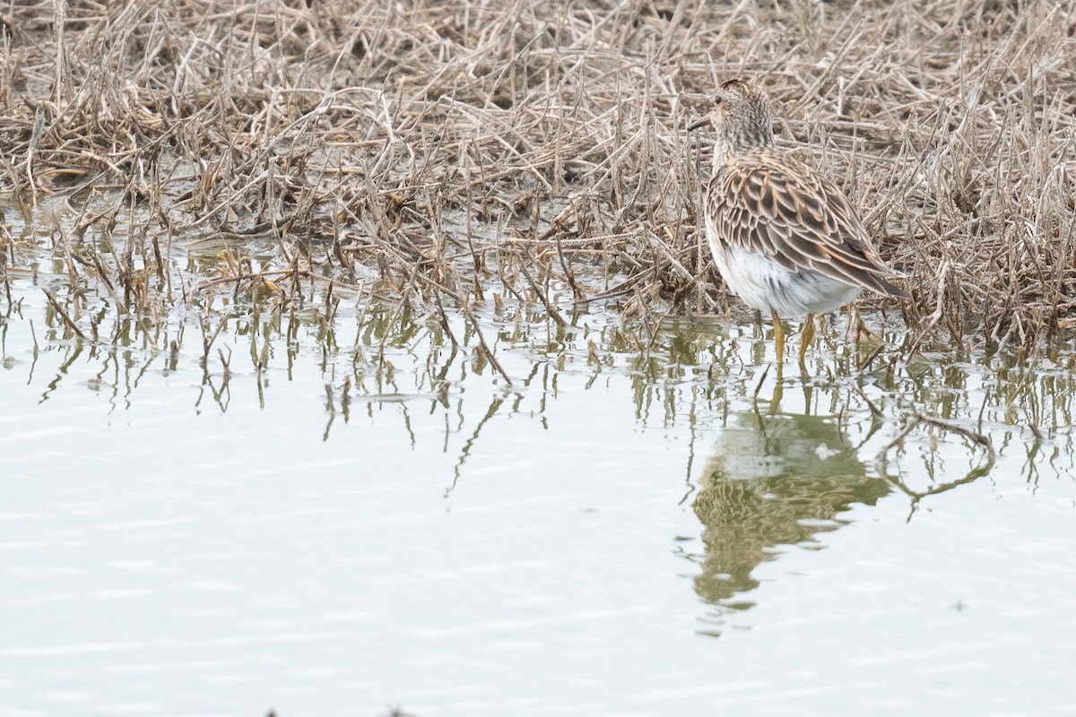 Graubrust-Strandläufer - ML617999444