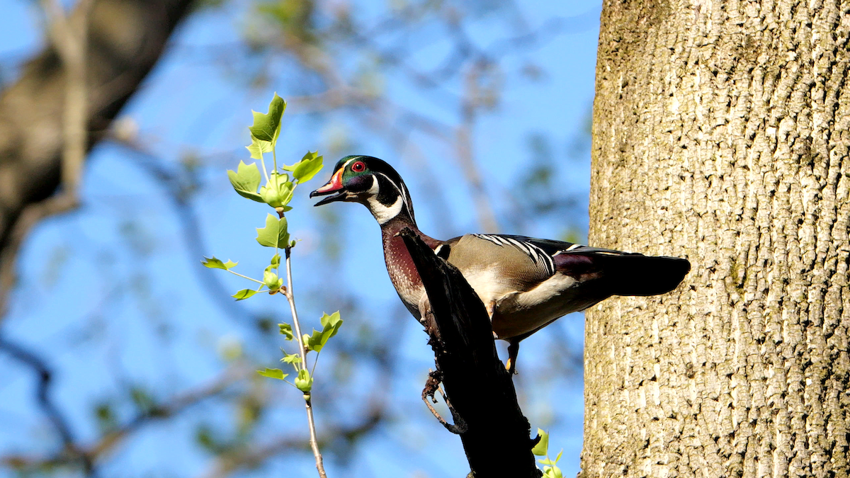 Wood Duck - Chris Chappell