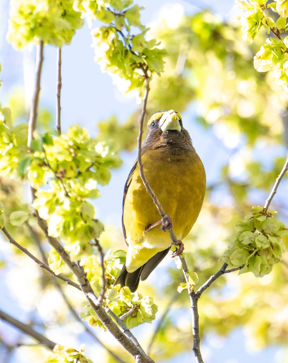 Evening Grosbeak - Terry Rich