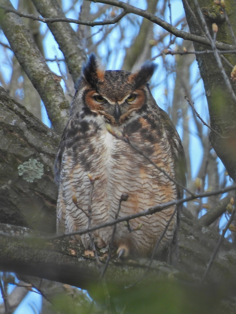 Great Horned Owl - ML617999496