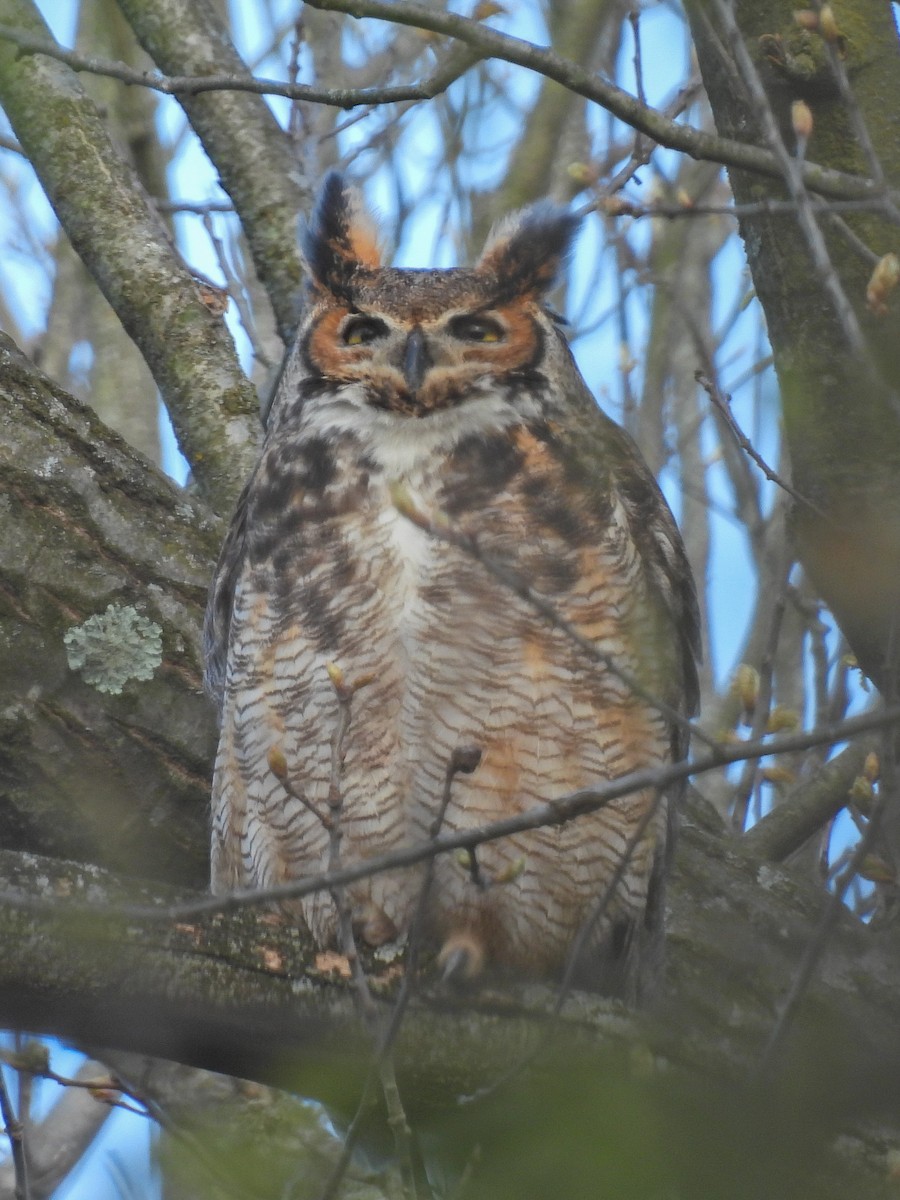 Great Horned Owl - ML617999497