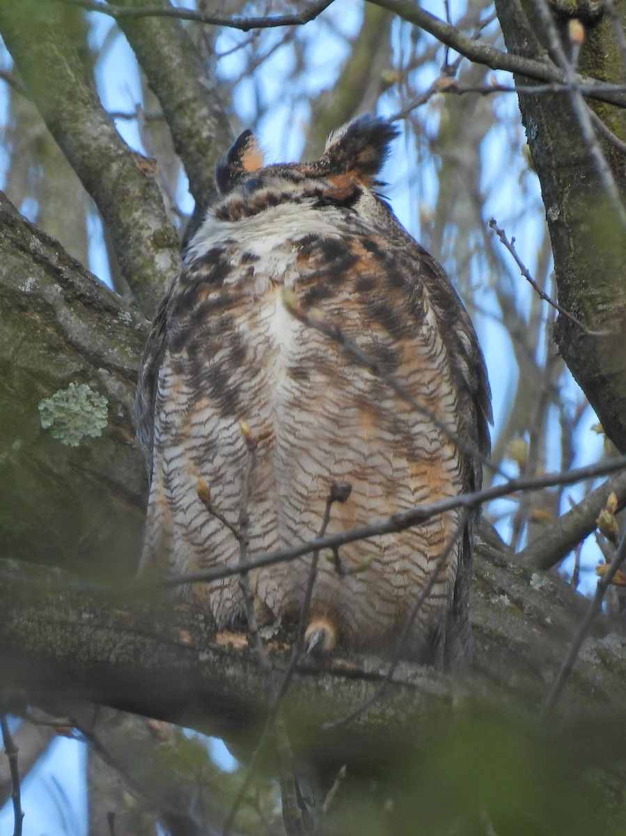 Great Horned Owl - ML617999498