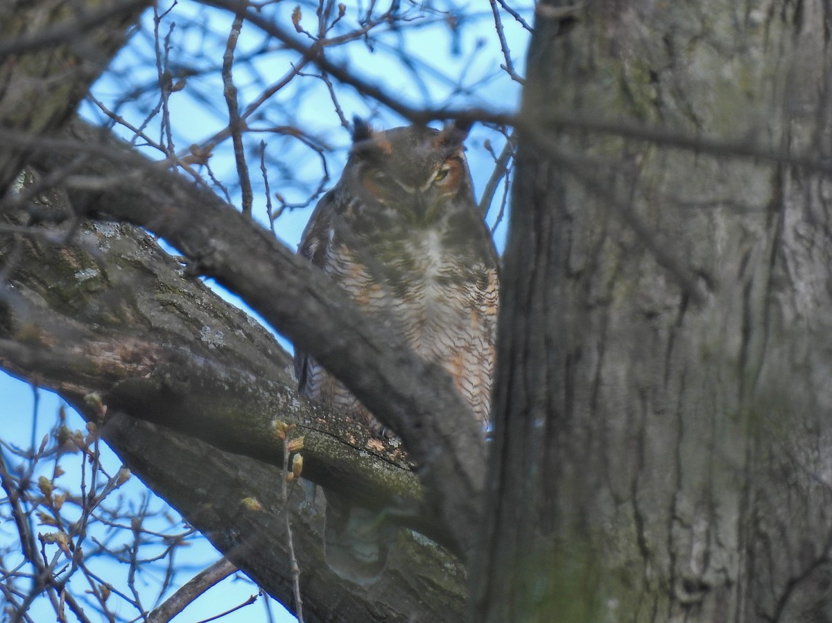 Great Horned Owl - ML617999499