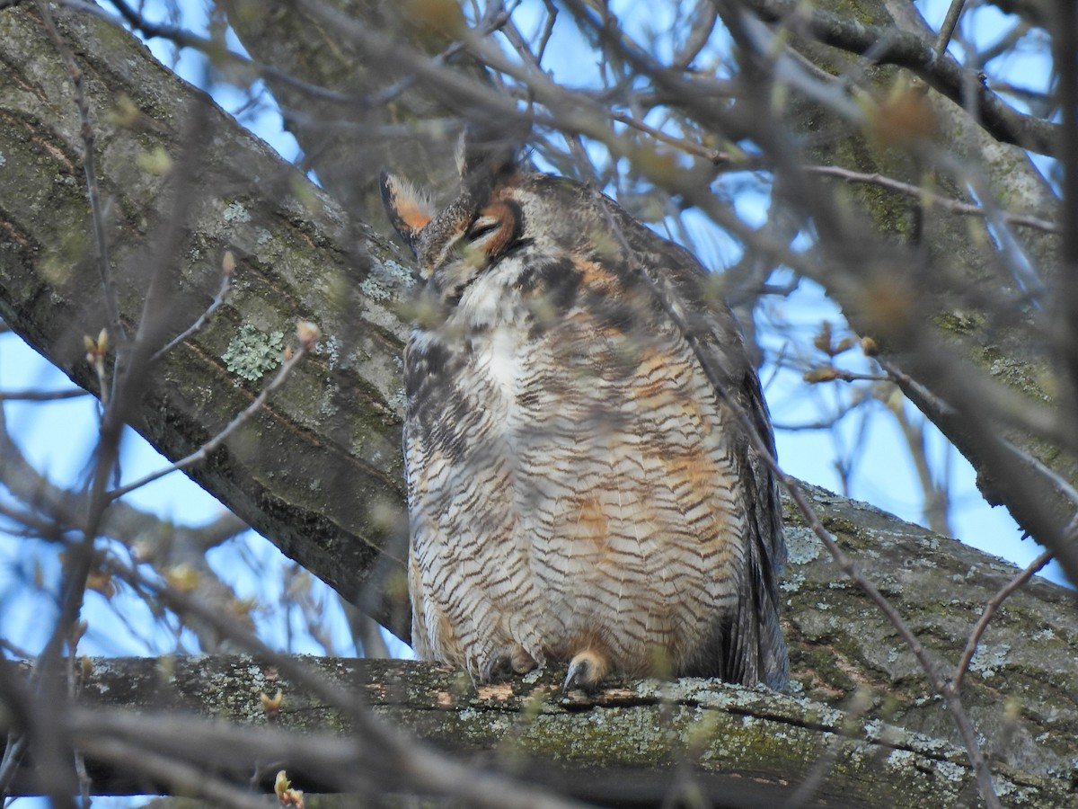 Great Horned Owl - ML617999500