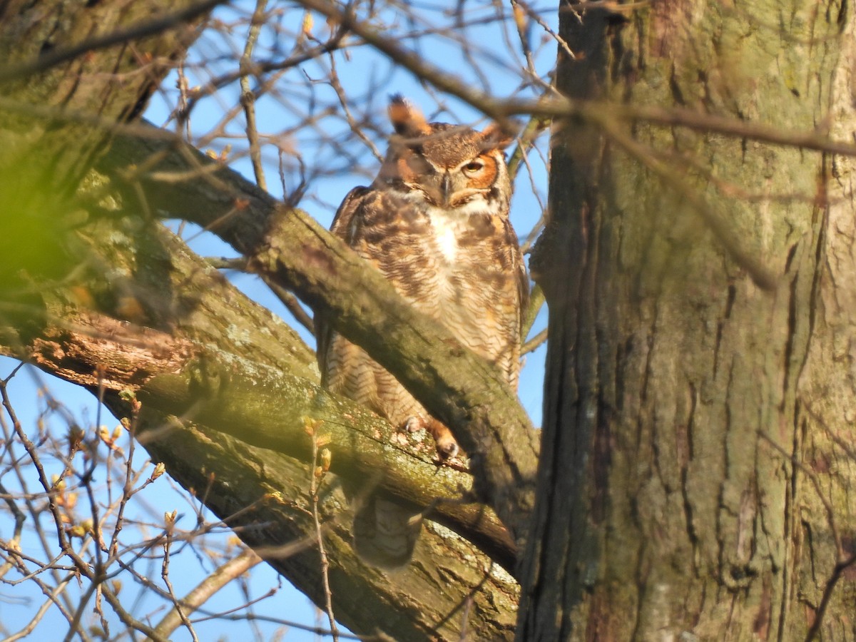 Great Horned Owl - ML617999501