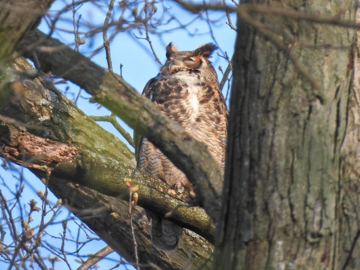Great Horned Owl - ML617999502
