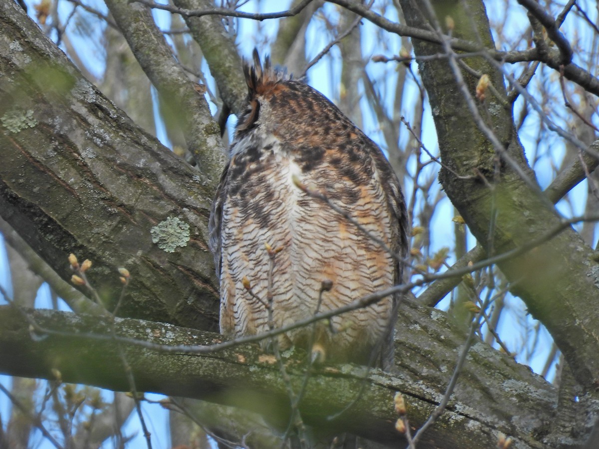 Great Horned Owl - ML617999504