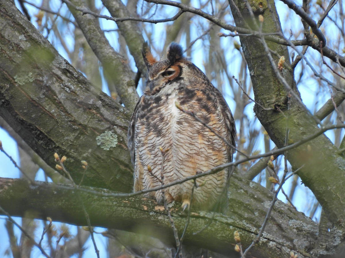 Great Horned Owl - ML617999505