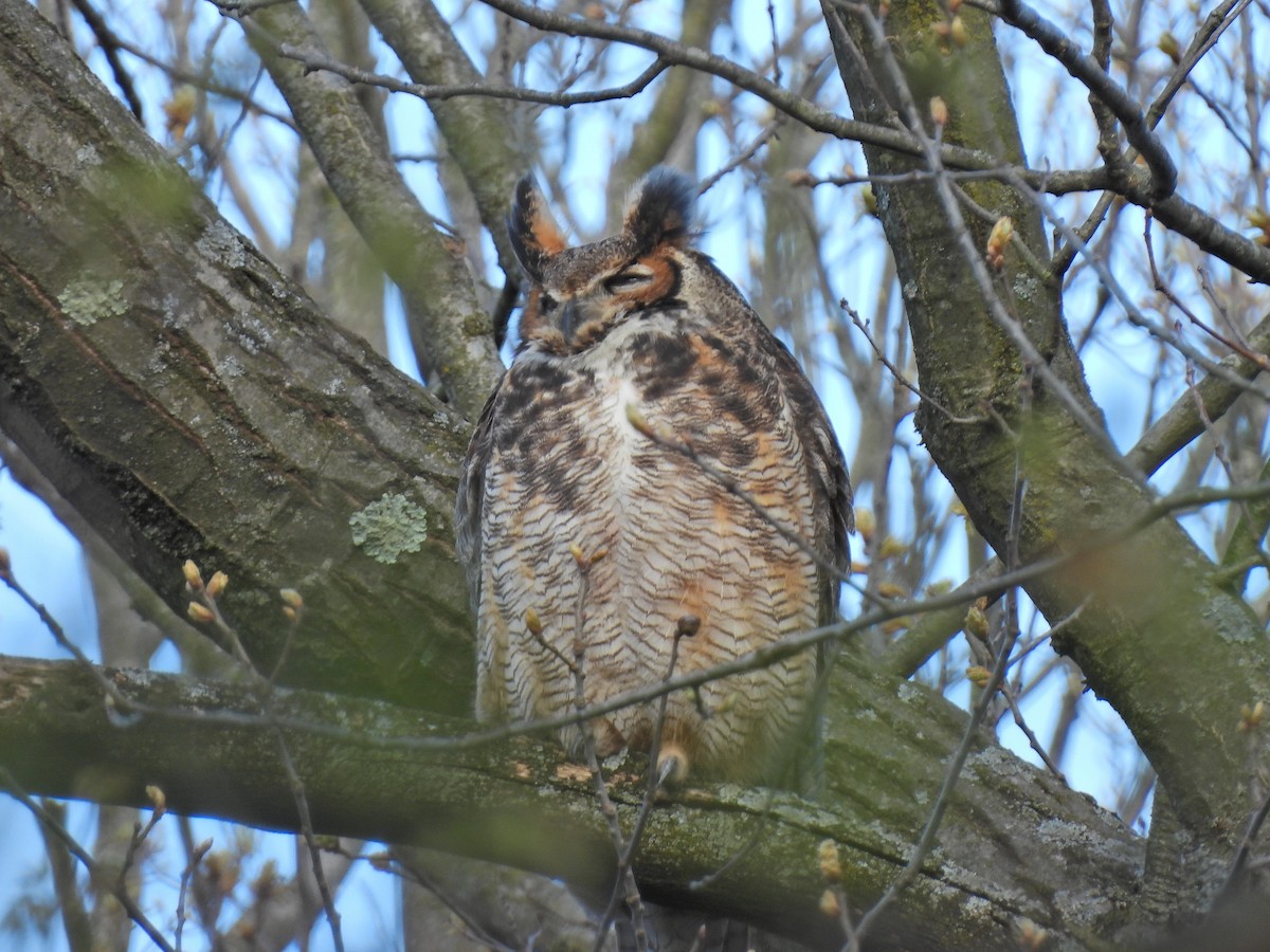 Great Horned Owl - ML617999506