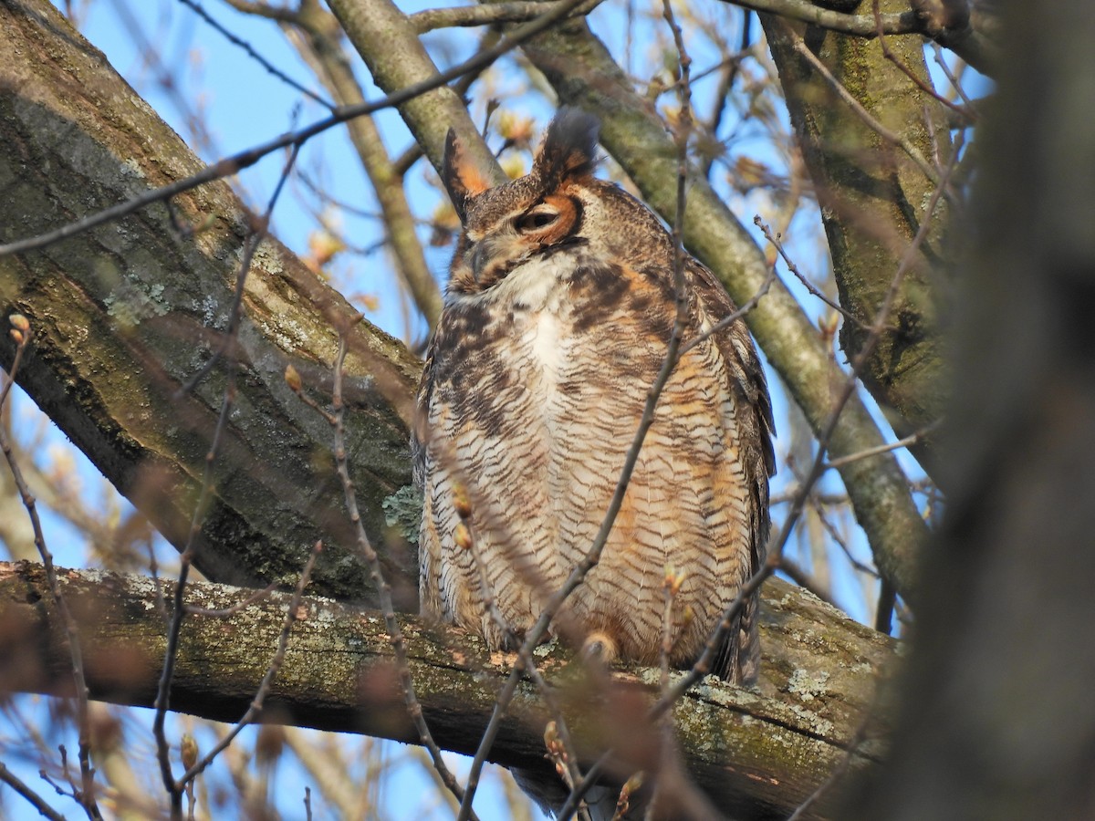 Great Horned Owl - ML617999508