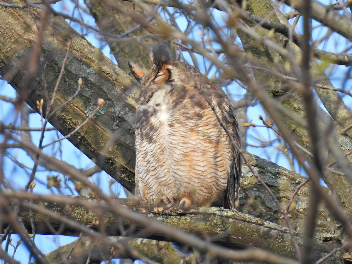 Great Horned Owl - ML617999509
