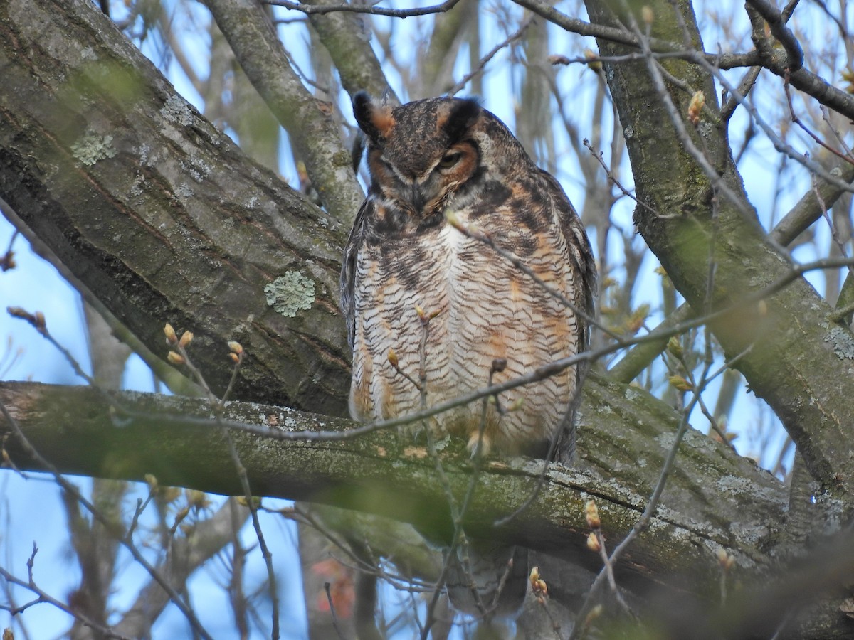 Great Horned Owl - ML617999510