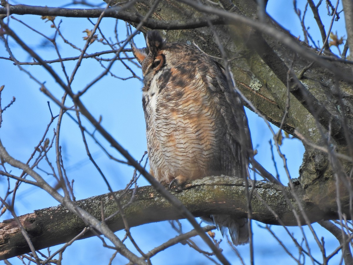Great Horned Owl - ML617999512