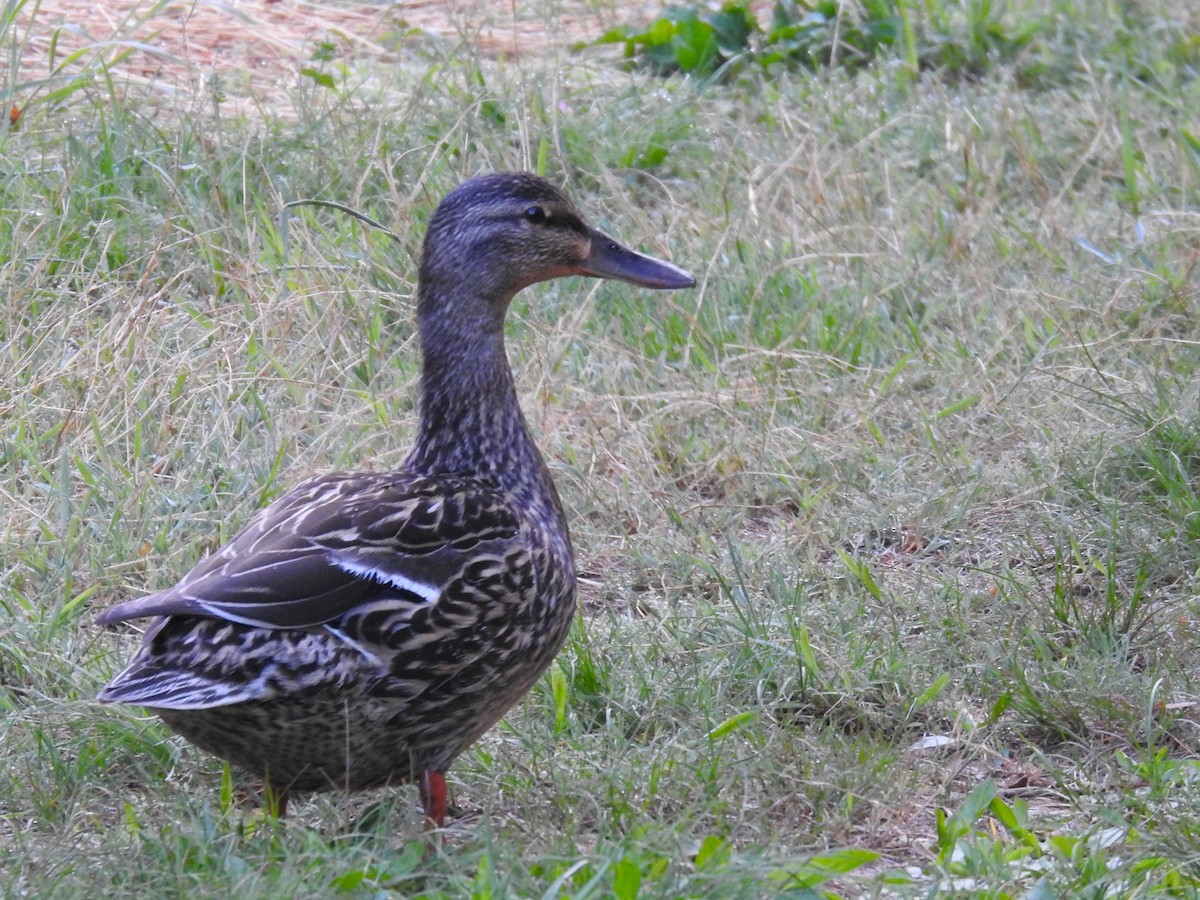 Canard colvert - ML617999522