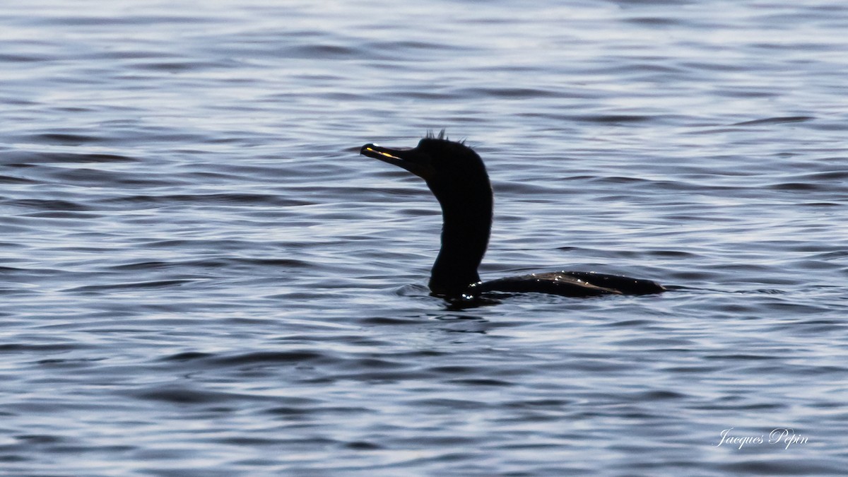 Double-crested Cormorant - ML617999544