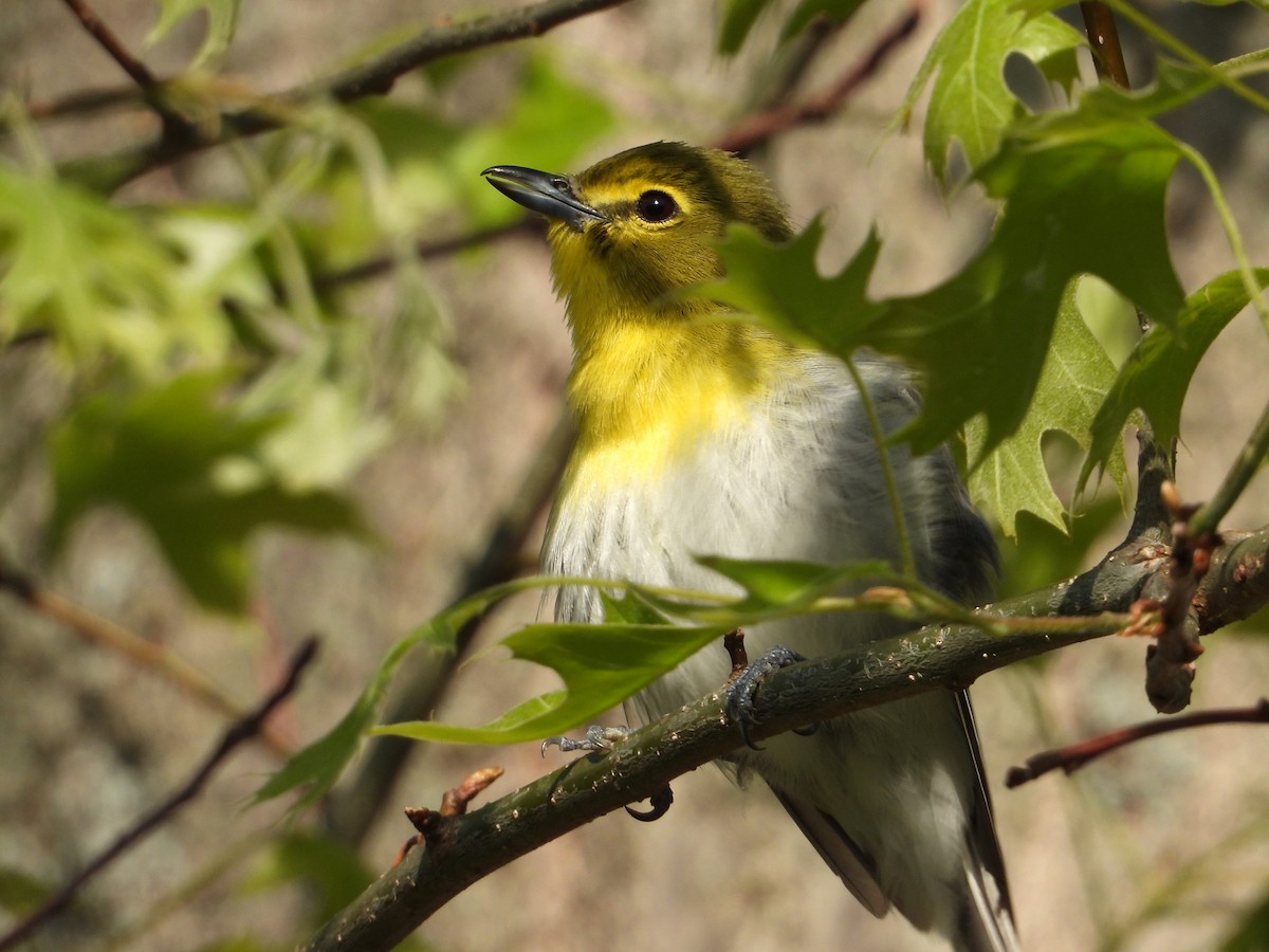 Viréo à gorge jaune - ML617999545