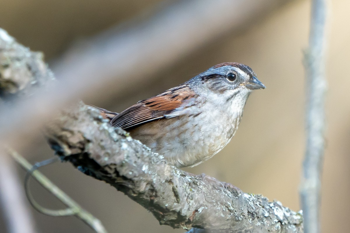 Swamp Sparrow - ML617999556