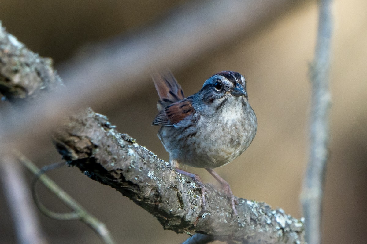 Swamp Sparrow - ML617999558