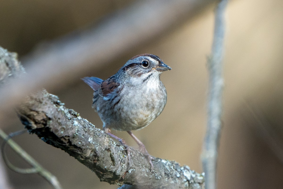 Swamp Sparrow - ML617999559