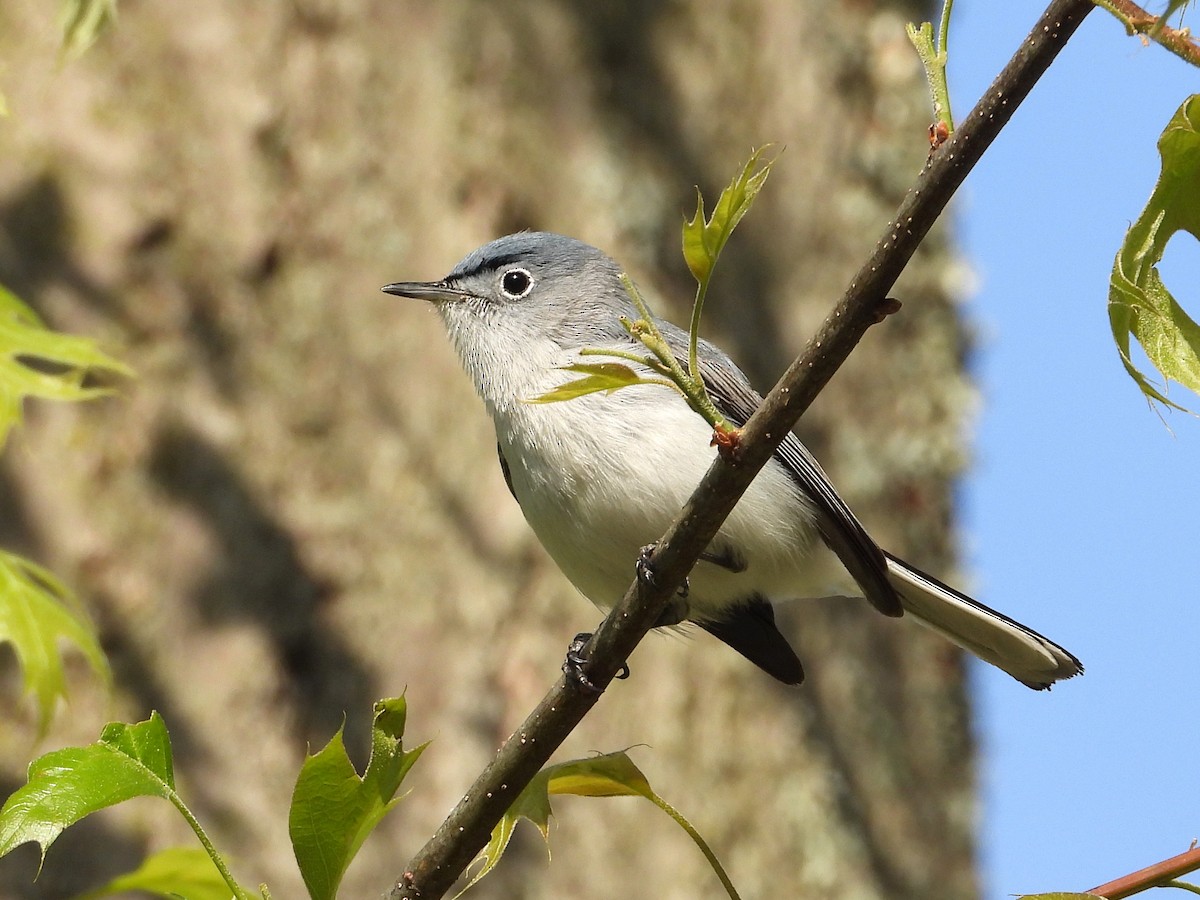 Blue-gray Gnatcatcher - ML617999561