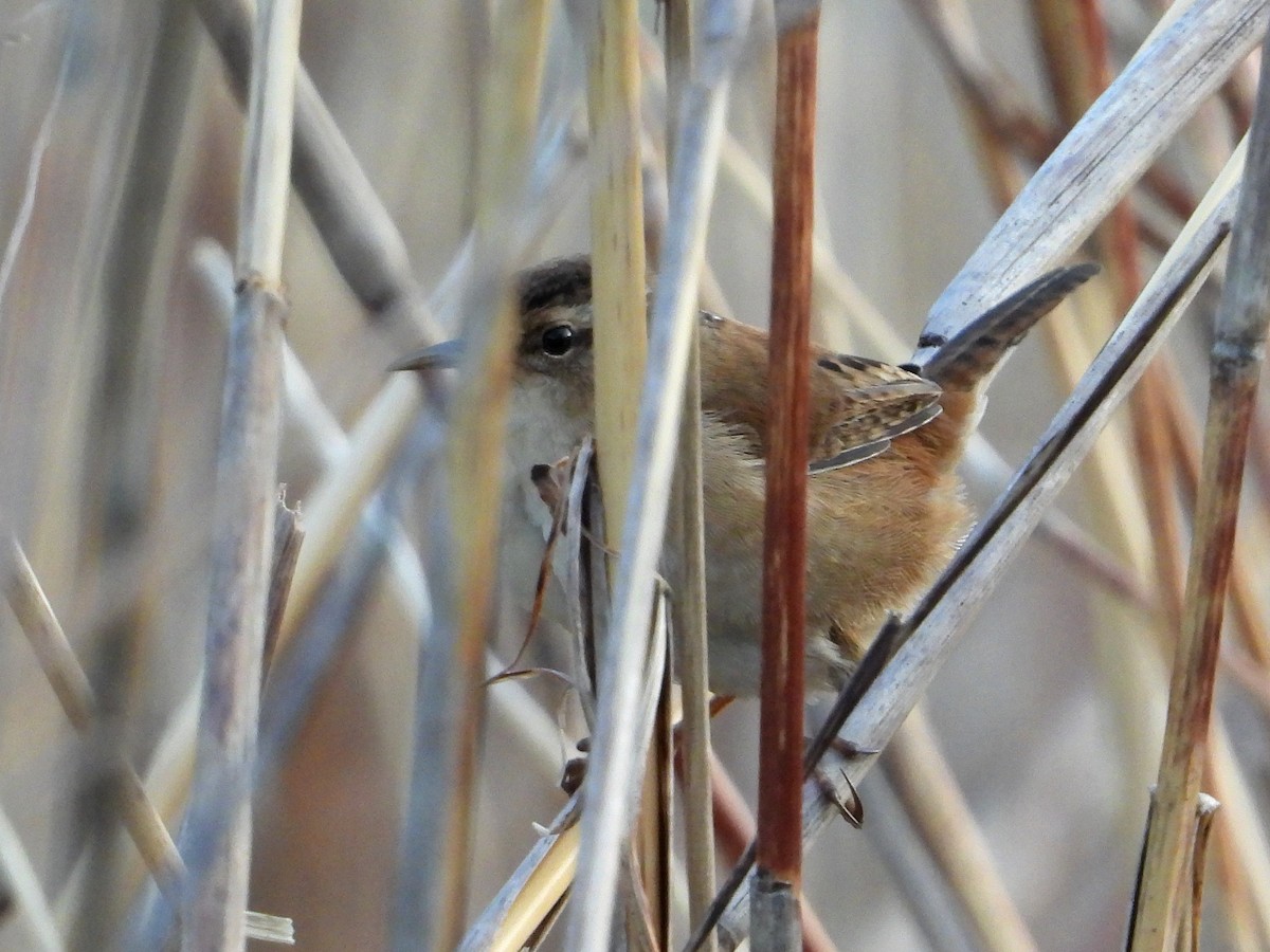 Marsh Wren - ML617999575