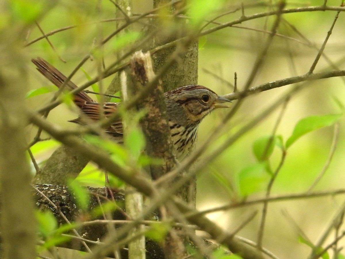 Lincoln's Sparrow - ML617999583