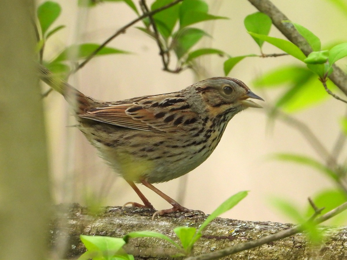 Lincoln's Sparrow - ML617999584