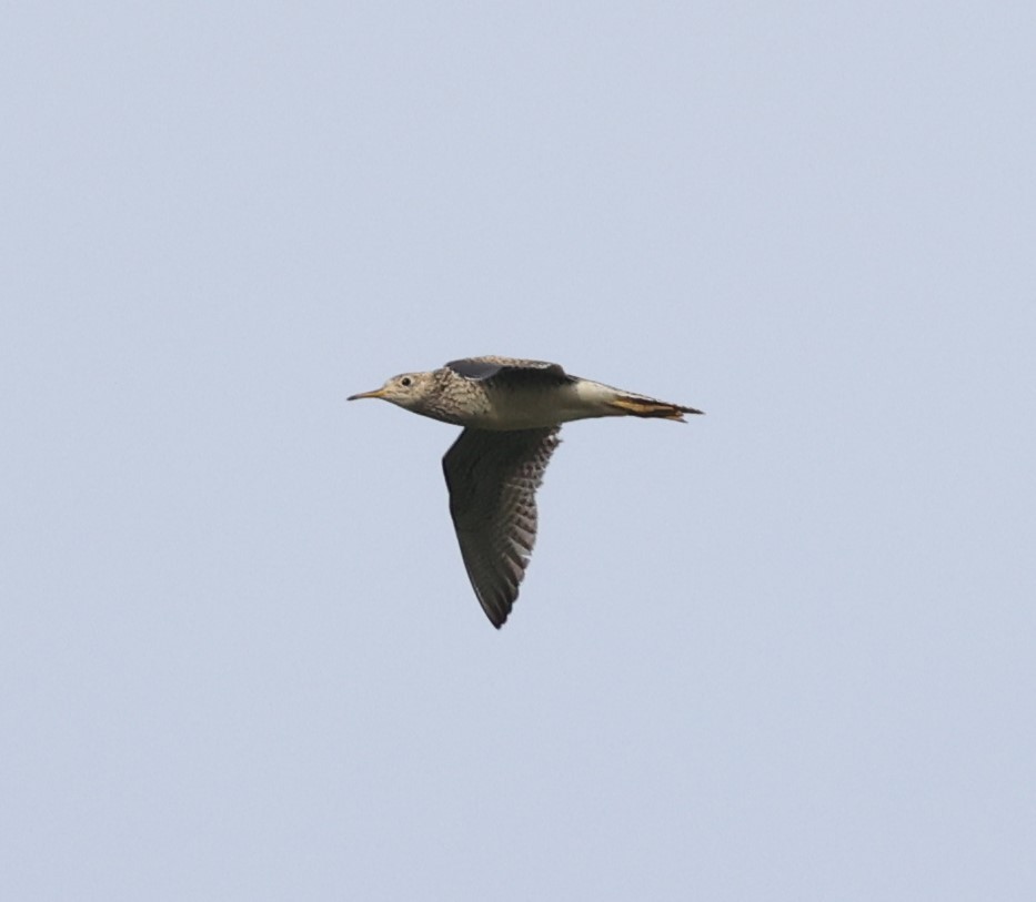 Upland Sandpiper - Dawn Lloyd