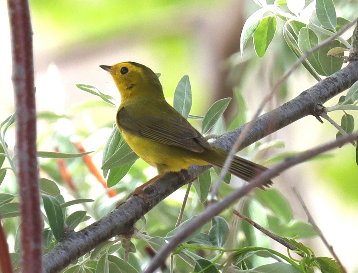 Wilson's Warbler - ML617999614