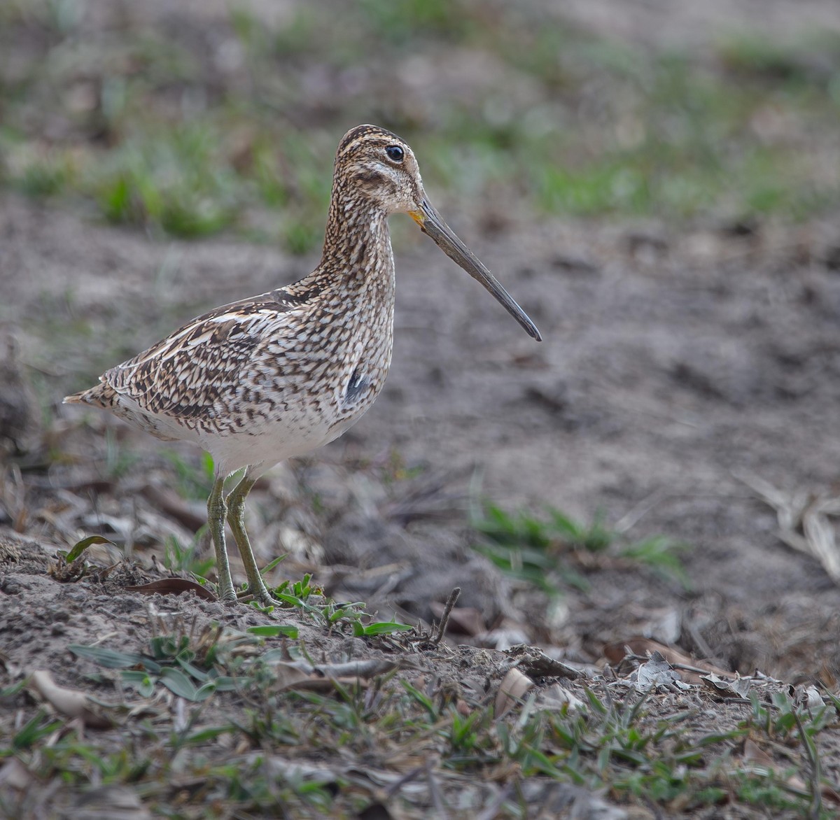 Wilson's/Pantanal Snipe - ML617999627