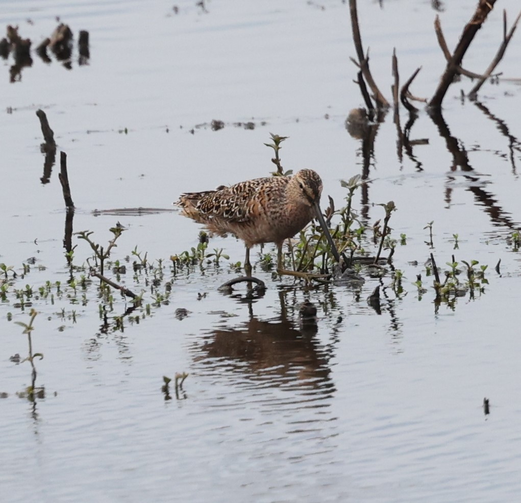 Long-billed Dowitcher - Dawn Lloyd