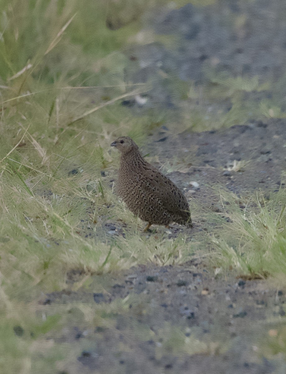 Brown Quail - ML617999632