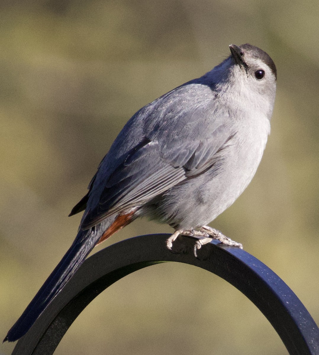 Gray Catbird - Katrina Devine