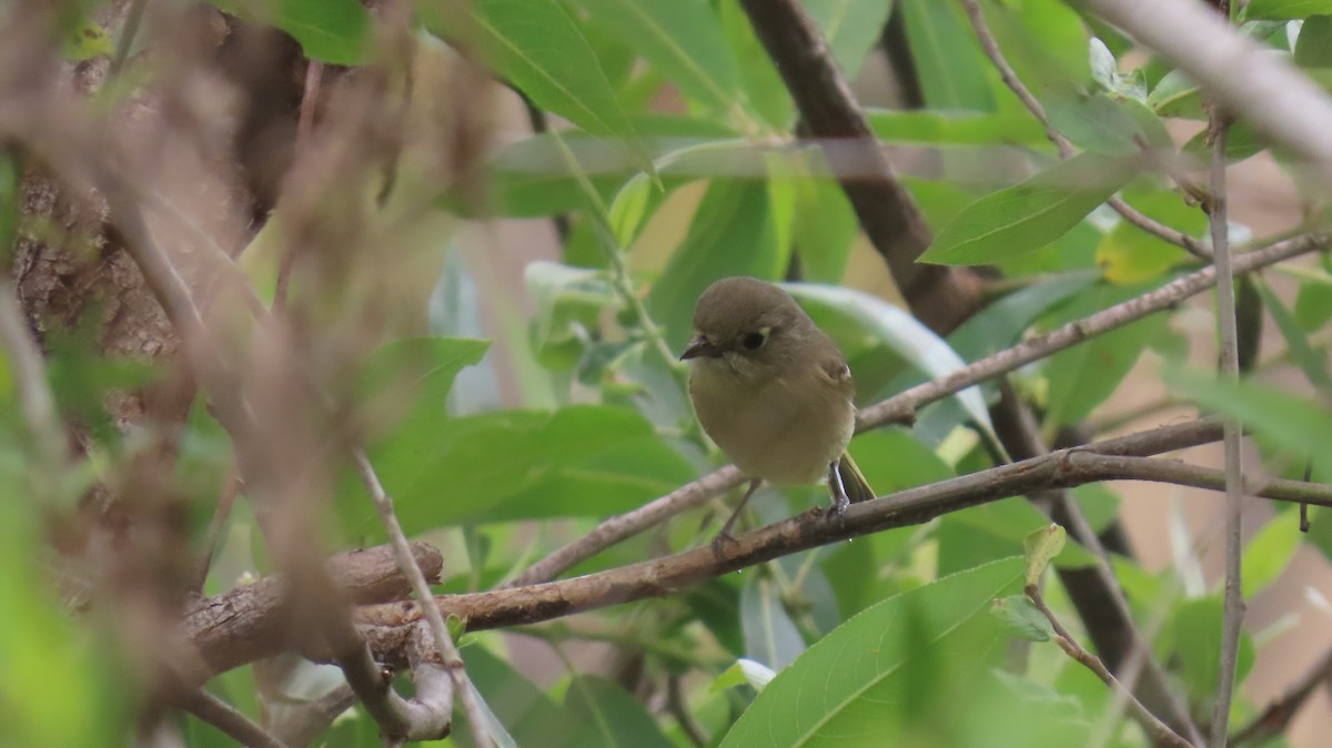 Hutton's Vireo - Brian Nothhelfer