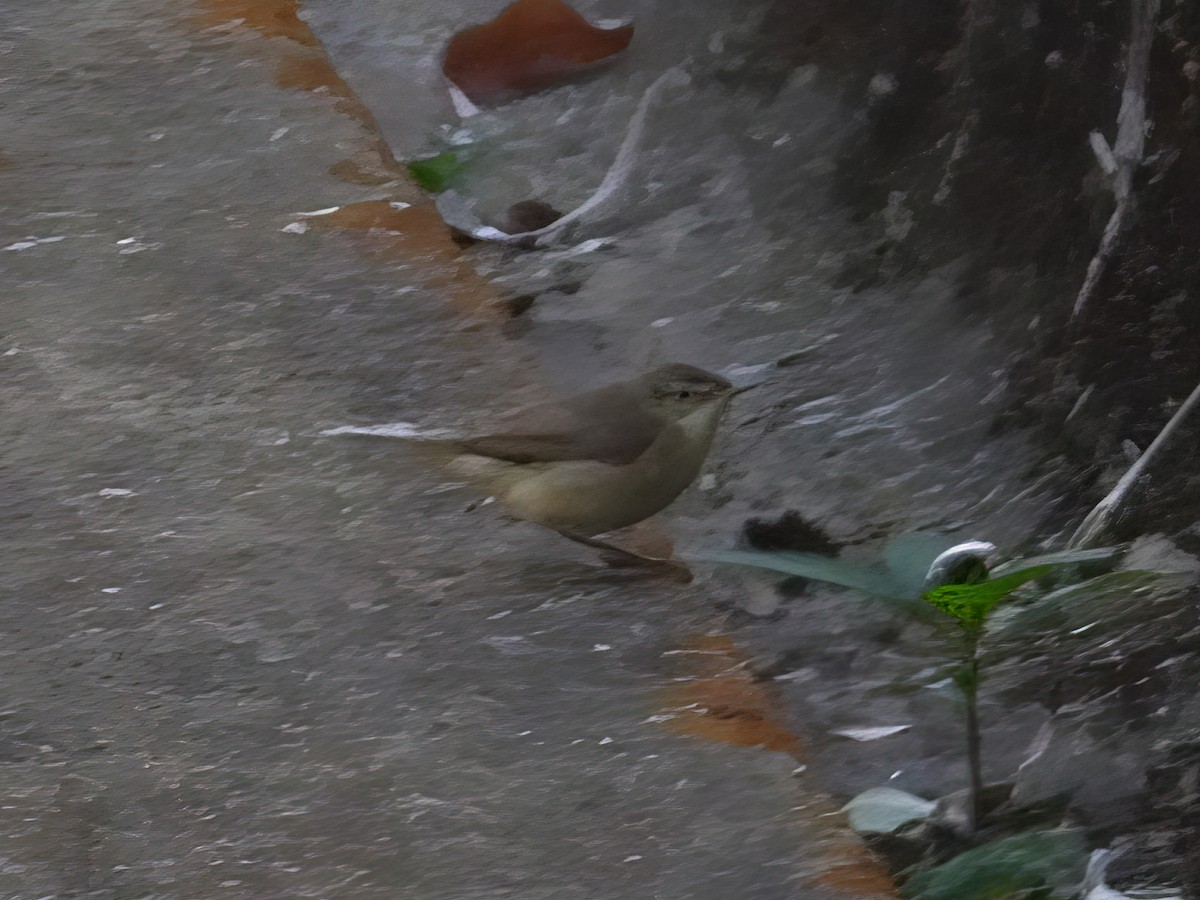 Blyth's Reed Warbler - ML617999678