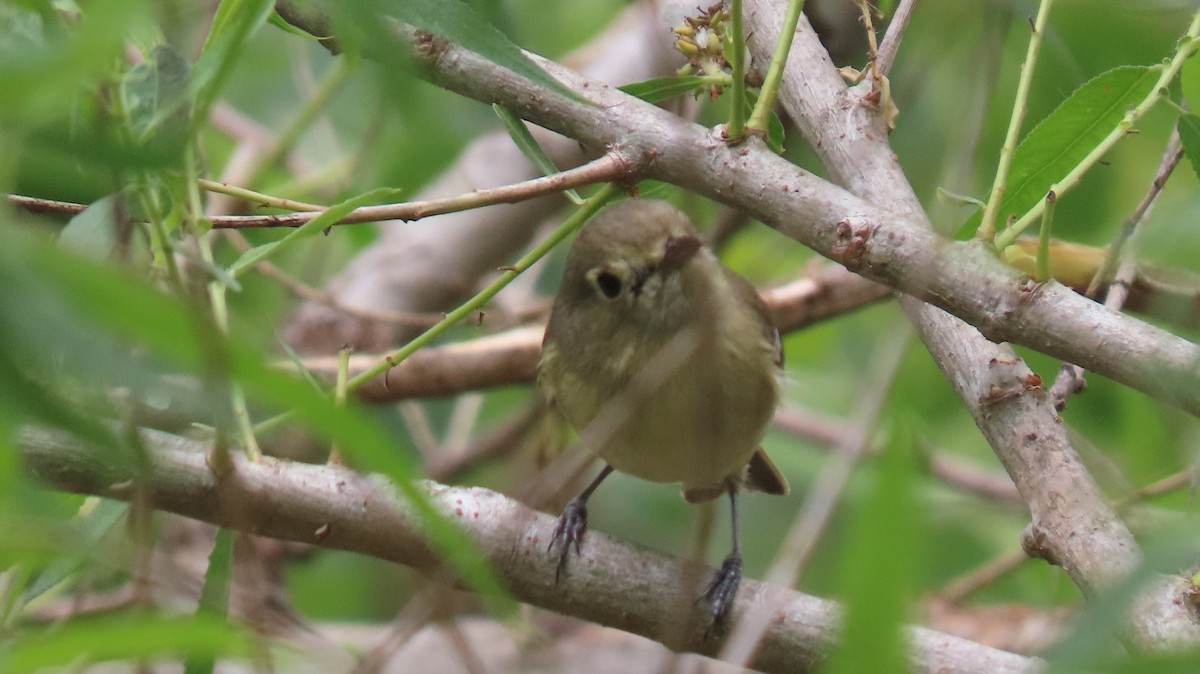 Hutton's Vireo - Brian Nothhelfer