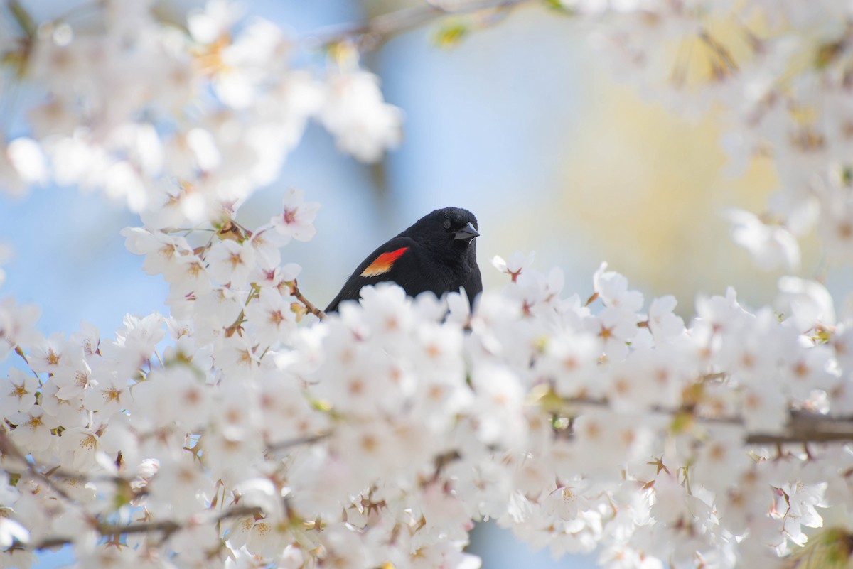 Red-winged Blackbird - ML617999693