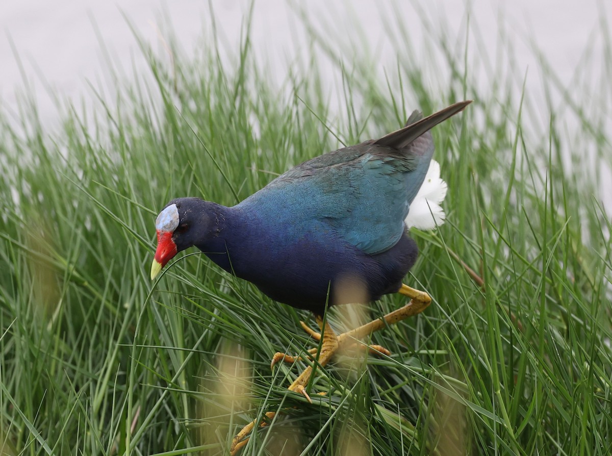 Purple Gallinule - Dawn Lloyd