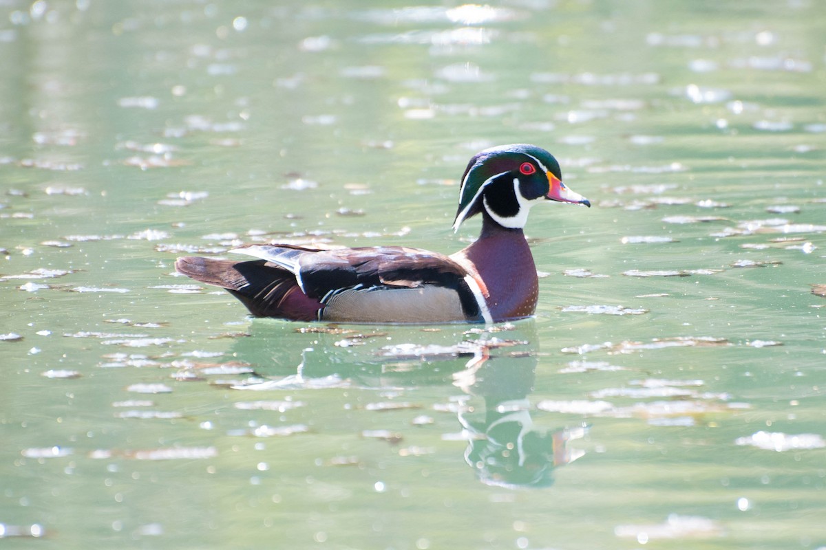 Wood Duck - ML617999723