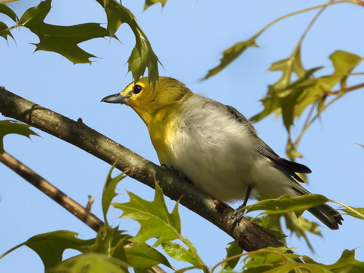 Yellow-throated Vireo - ML617999837