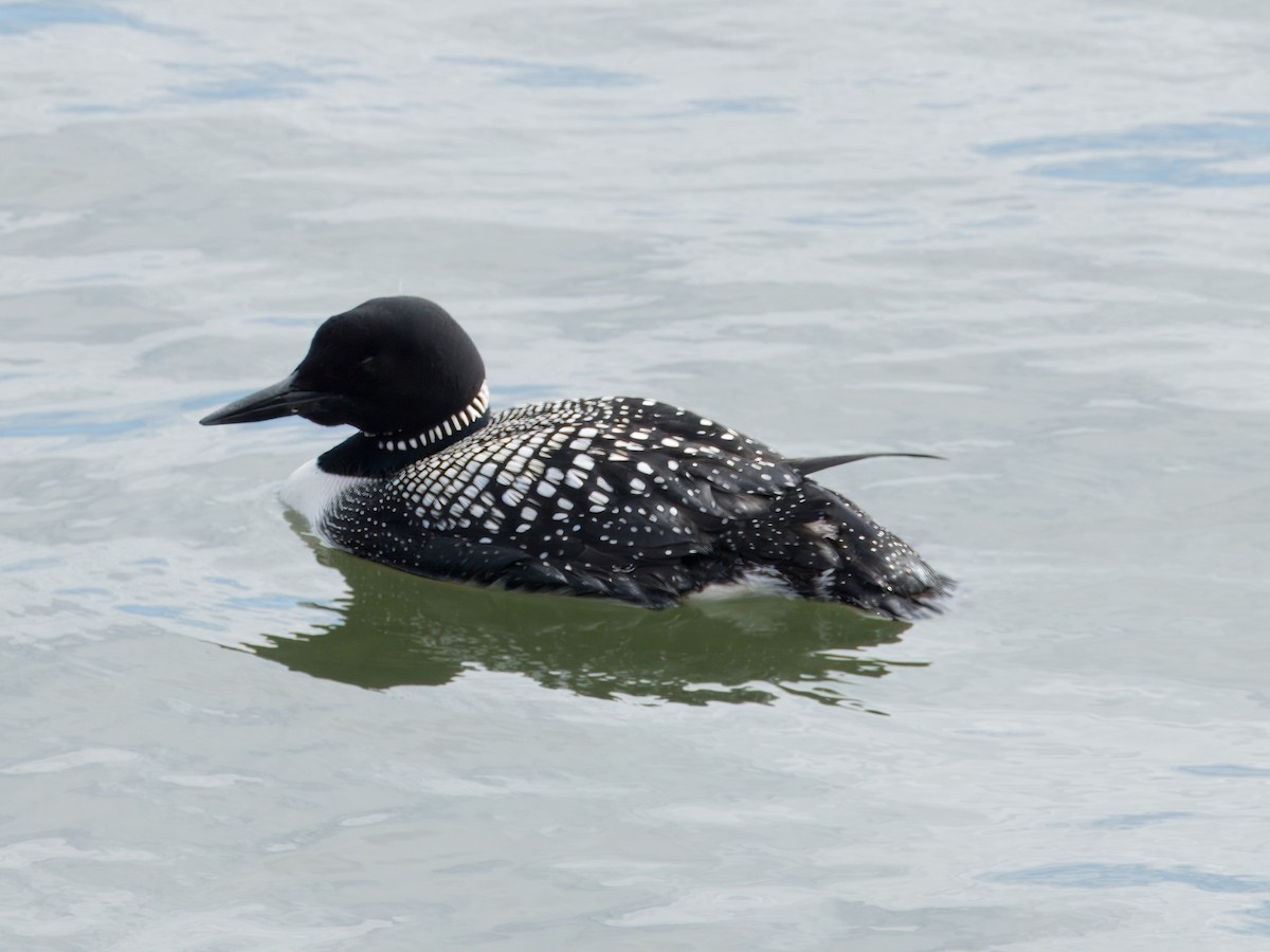 Plongeon huard - ML617999839