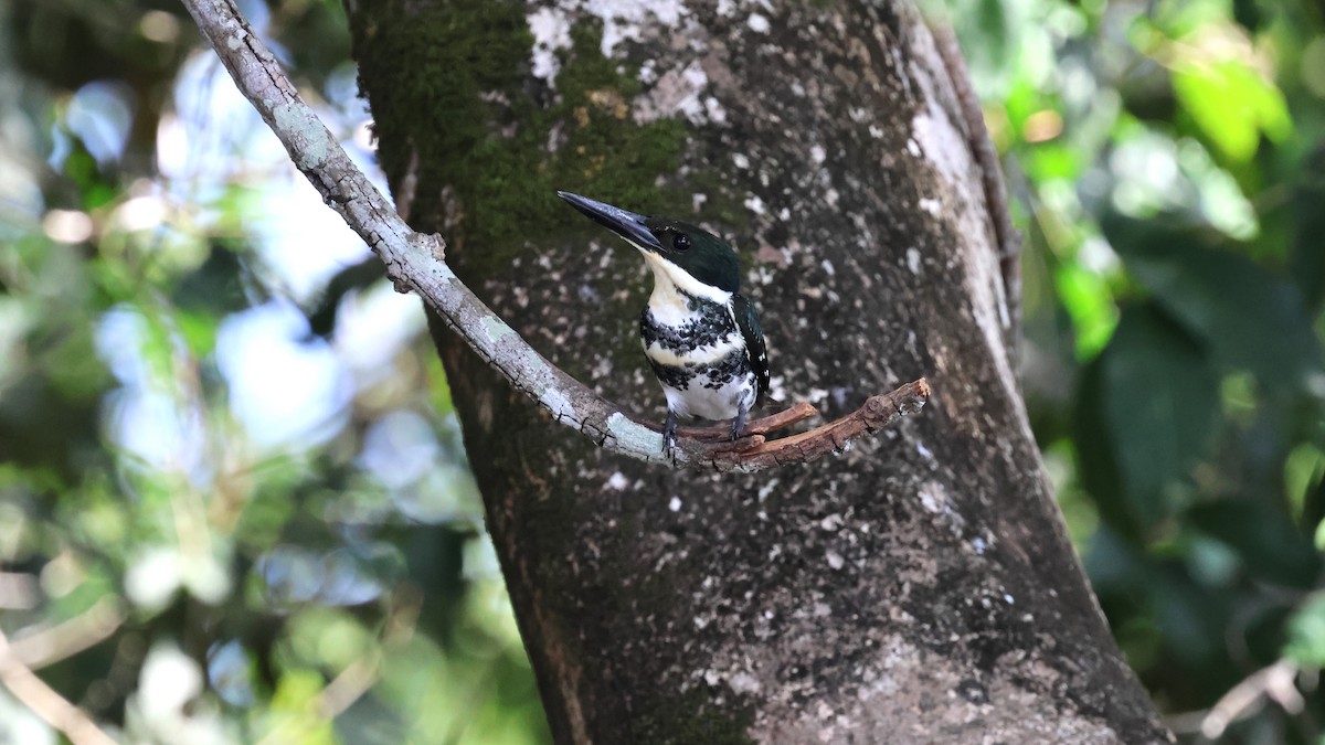 Green Kingfisher - ML617999892