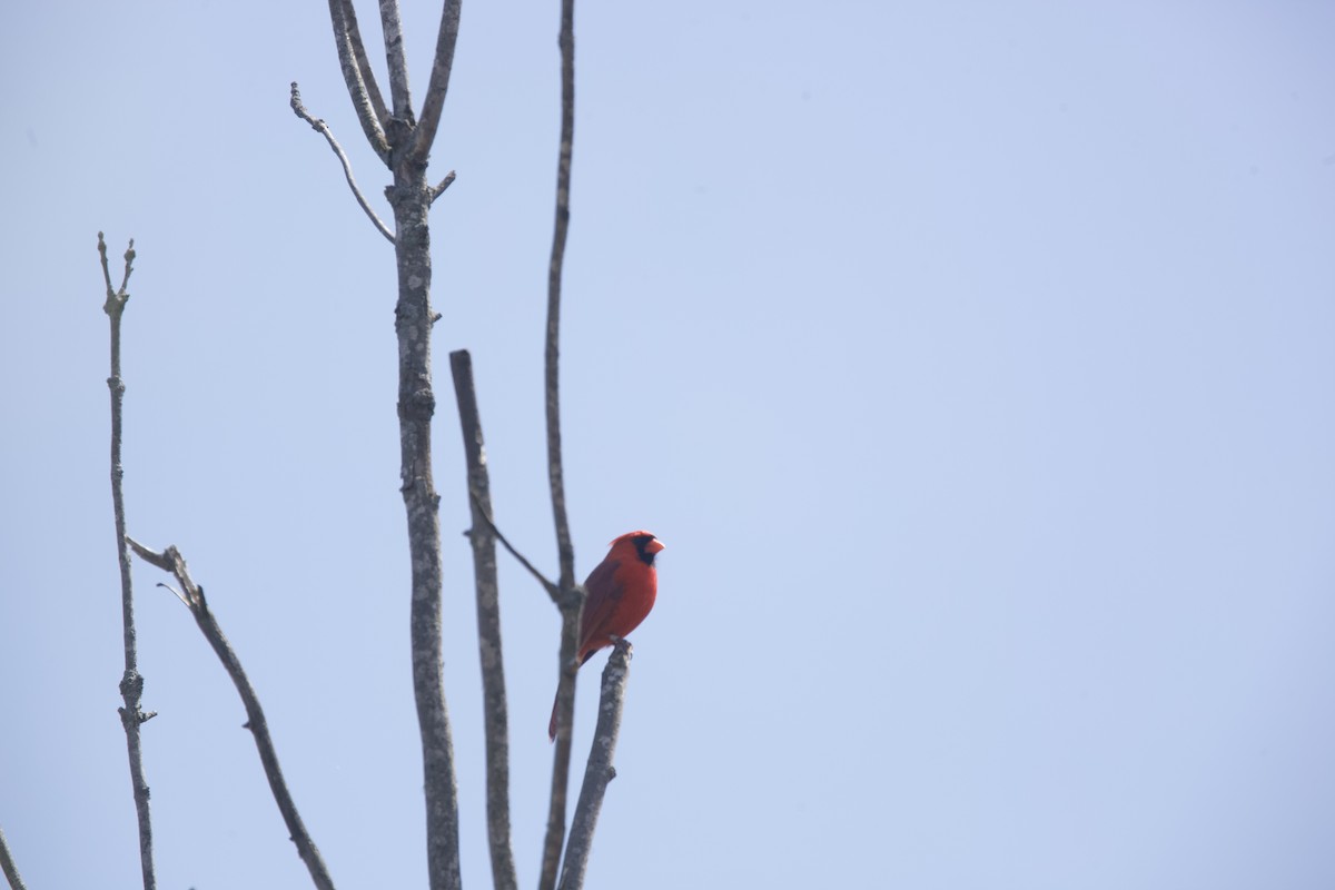 Northern Cardinal - ML617999916