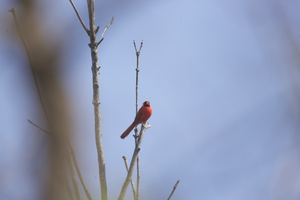 Northern Cardinal - ML617999917