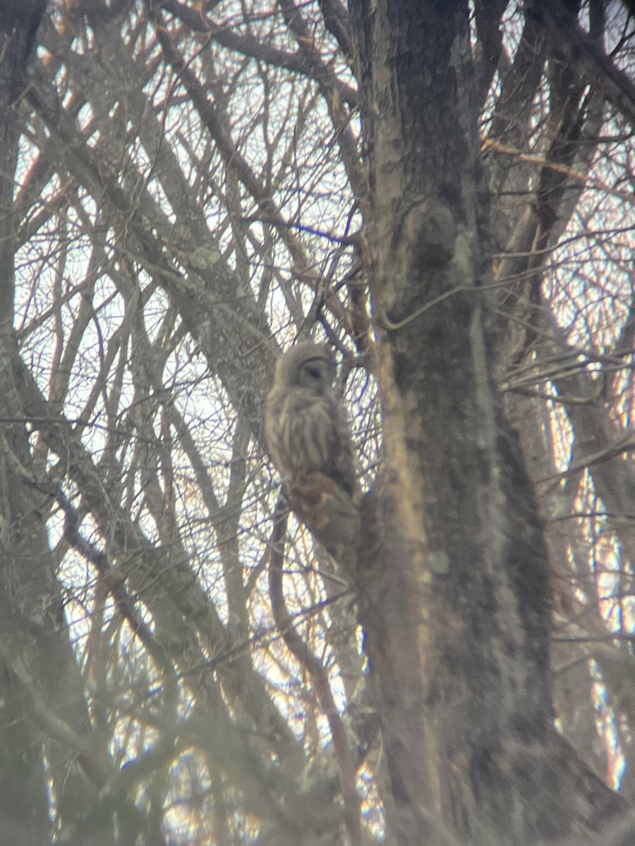 Barred Owl - ML617999926