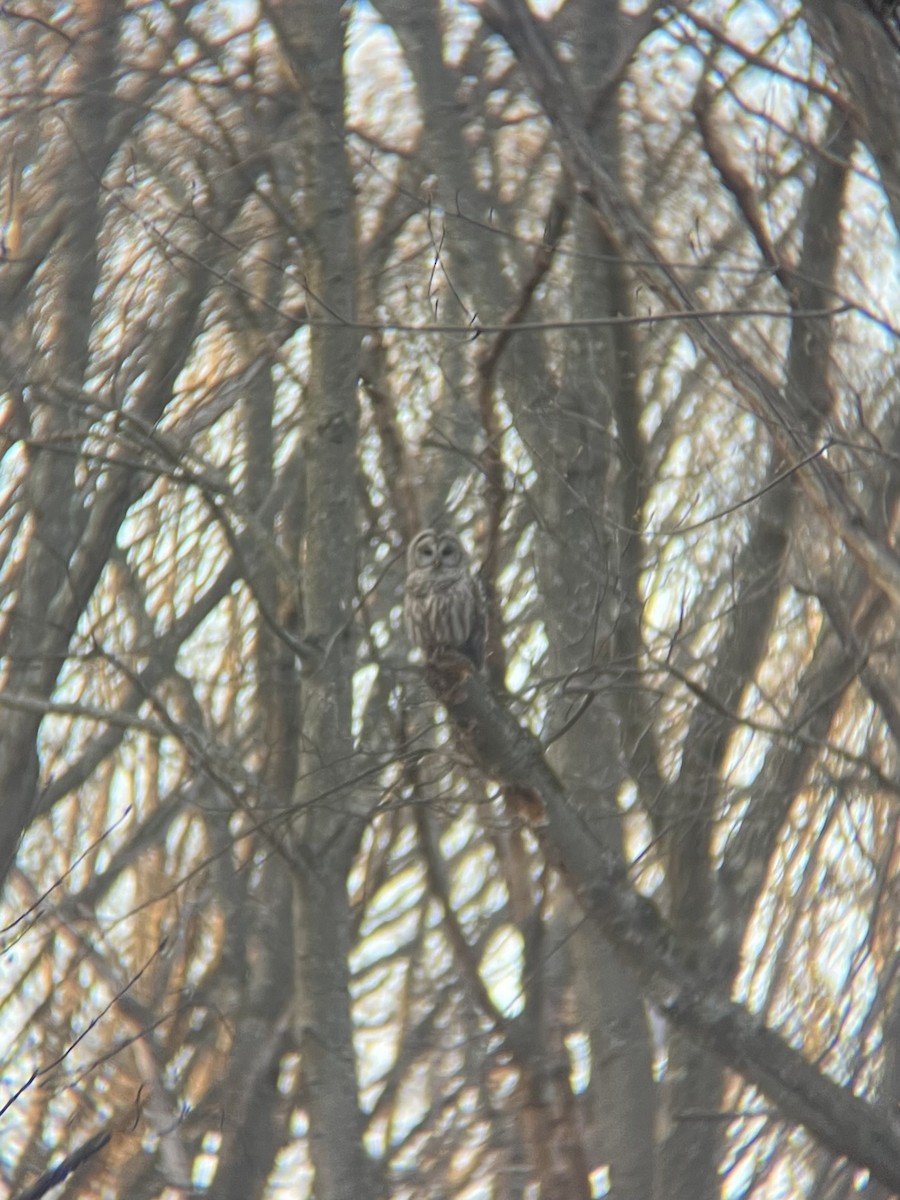 Barred Owl - ML617999927