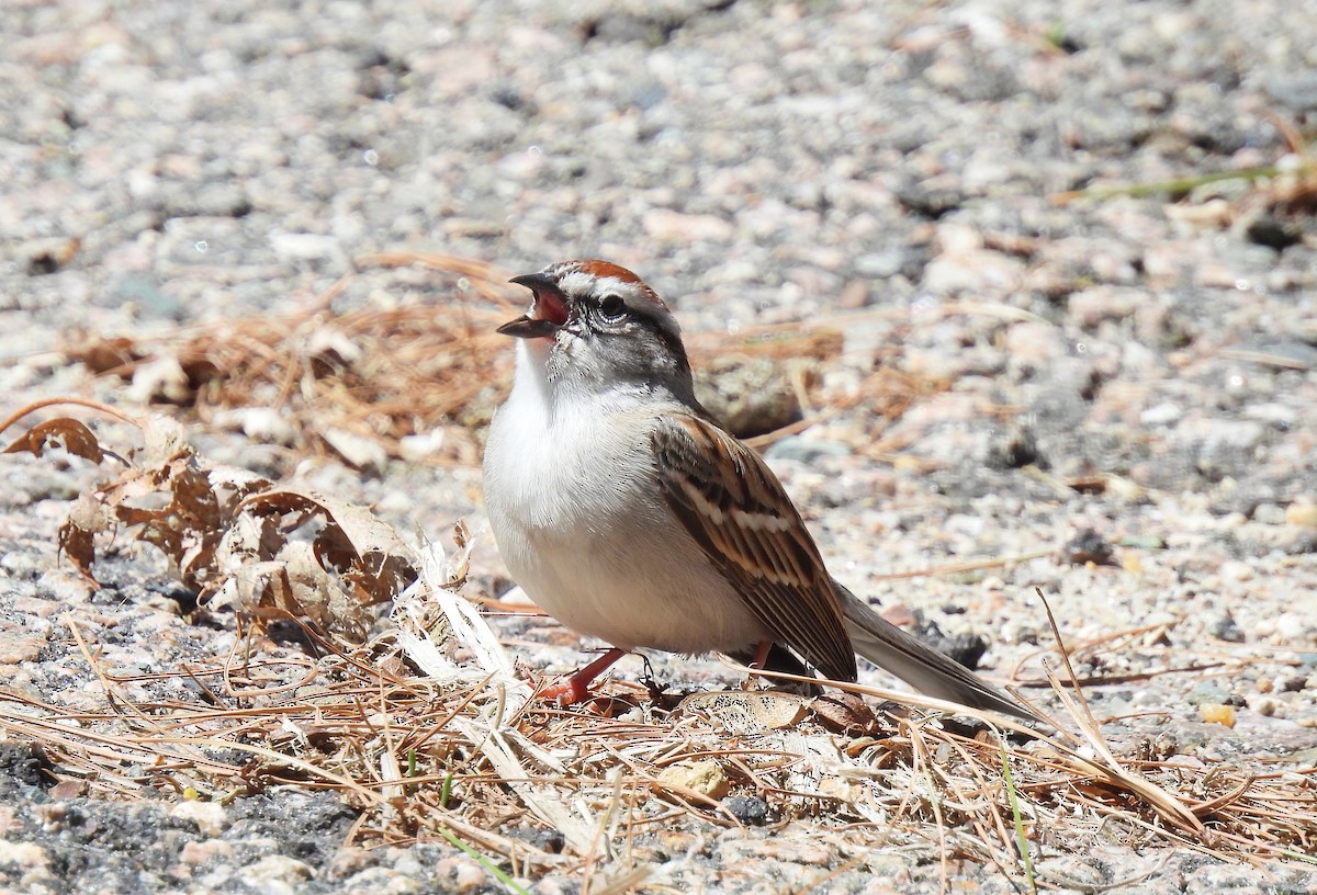 Chipping Sparrow - ML617999936